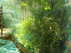 植栽 養生 (大開口).jpg