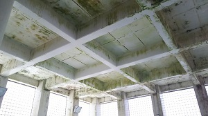 カビやコケだらけになっていた天井、洗浄＋塗装で生まれ変わる｜神奈川